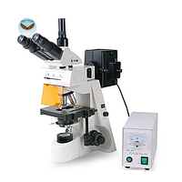 Kính hiển vi huỳnh quang HINOTEK XYL-146YT (4X-100X)